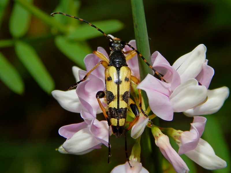 Cerambice da ID - Rutpela maculata ssp. maculata